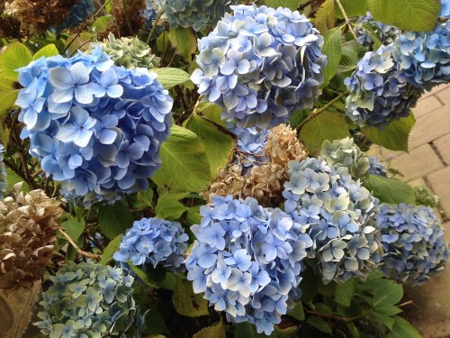Blue hydrangeas by Cemetery by St Michael All Angels Church, Haworth