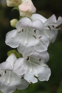 Flowers in the garden