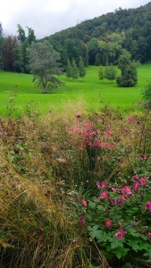 Beautiful wilfdlowers grow throughout the grounds of the Kaiservilla