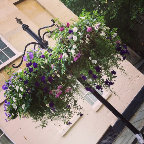 Wonderful hanging baskets of flowers are throughout the city of Bath.
